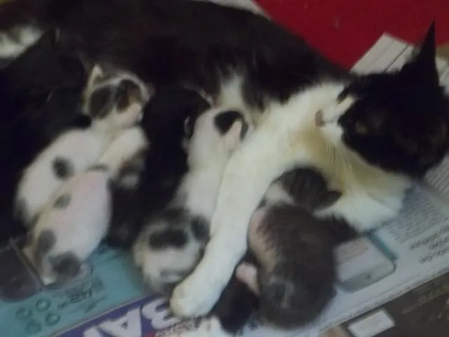 Gato ra a  idade Abaixo de 2 meses nome Pietra