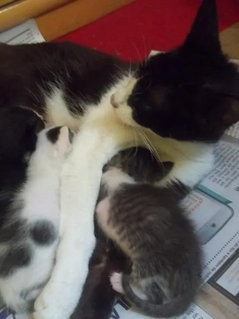 Gato ra a  idade Abaixo de 2 meses nome Pietra