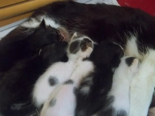 Gato ra a  idade Abaixo de 2 meses nome Pietra