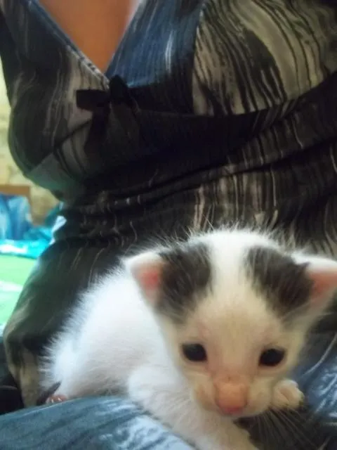Gato ra a  idade Abaixo de 2 meses nome Pietra