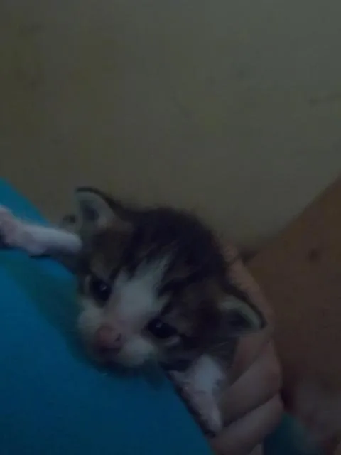 Gato ra a  idade Abaixo de 2 meses nome Pietra