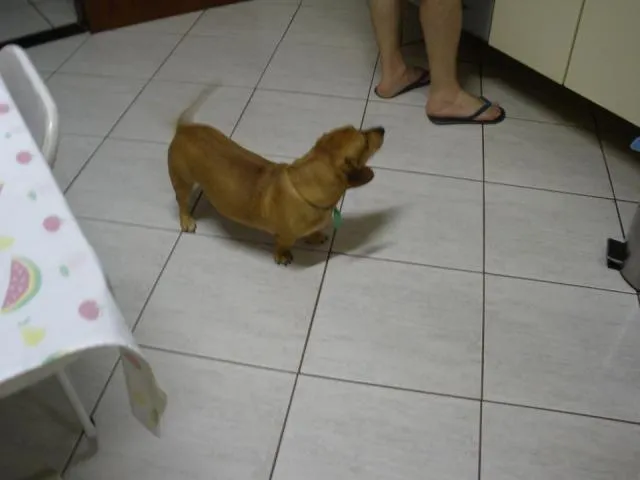 Cachorro ra a dachshund idade 3 anos nome Davi