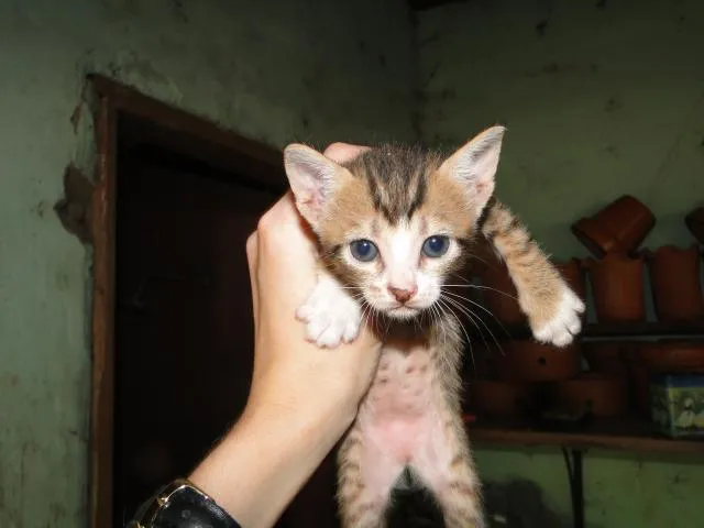 Gato ra a SRD idade  nome Filhotes