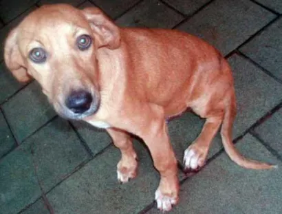 Cachorro raça SRD idade 2 a 6 meses nome ENCONTRADO