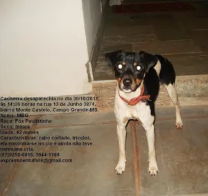 Cachorro raça Fox paulistinha idade 3 anos nome Meg