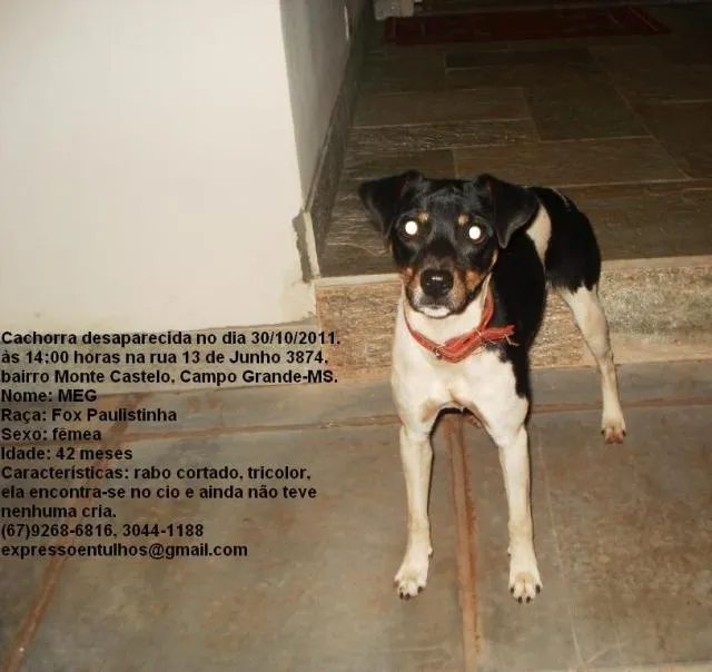 Cachorro ra a Fox paulistinha idade 3 anos nome Meg