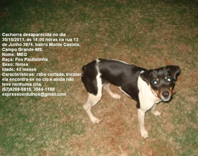 Cachorro ra a Fox paulistinha idade 3 anos nome Meg