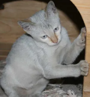 Gato raça SRD idade 2 a 6 meses nome Dulcinha