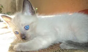 Gato raça Siamesa idade Abaixo de 2 meses nome Filhotes