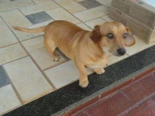 Cachorro ra a Dash idade 2 anos nome Davi