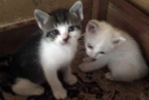 Gato raça SRD idade  nome Filhotes