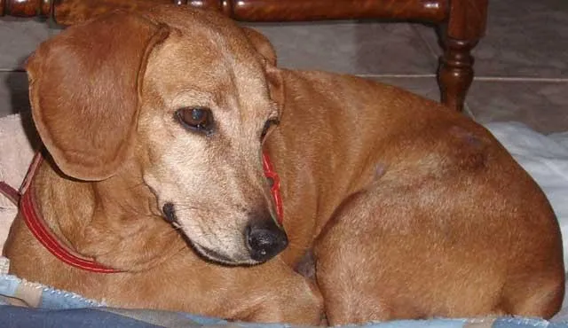 Cachorro ra a SRD idade 6 ou mais anos nome Belinha