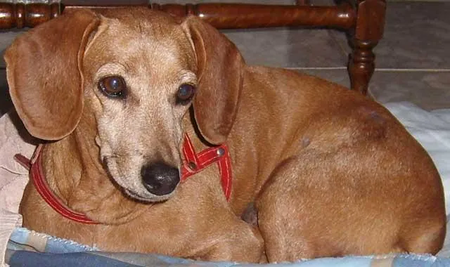 Cachorro ra a SRD idade 6 ou mais anos nome Belinha