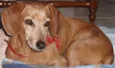 Belinha
