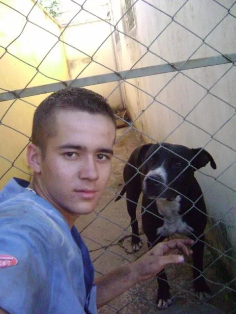 Cachorro ra a SRD idade  nome SANSÃO