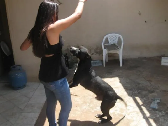 Cachorro ra a SRD idade  nome SANSÃO