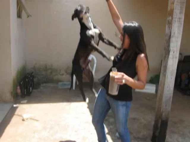 Cachorro ra a SRD idade  nome SANSÃO