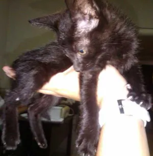 Gato raça SRD idade  nome CUÍCA