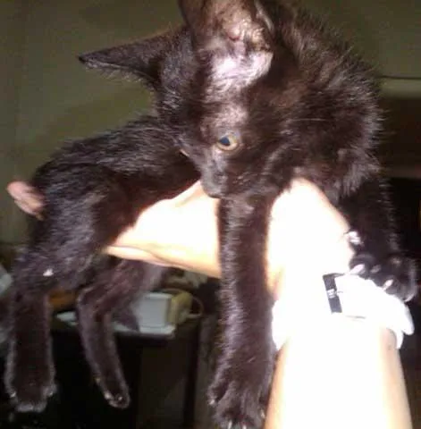 Gato ra a SRD idade nome CUÍCA