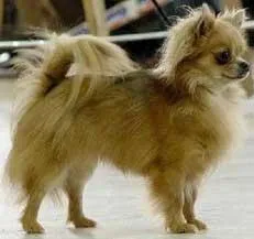 Cachorro raça Chihuahua idade  nome RACHI GRATIFICA