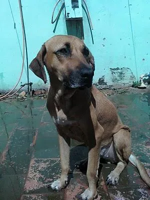Cachorro raça SRD idade  nome NANÁ