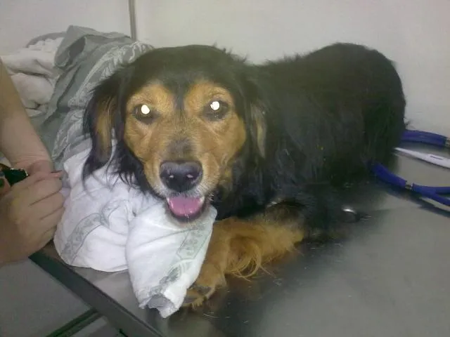 Cachorro ra a srd idade 1 ano nome Encontrado