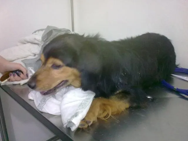 Cachorro ra a srd idade 1 ano nome Encontrado
