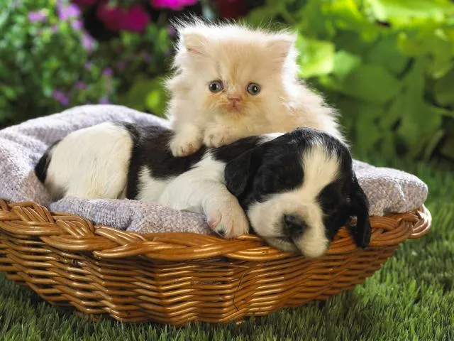 Gato ra a SRD idade nome Vários Gatos do Cam