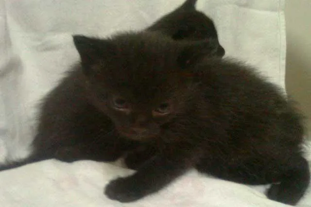 Gato ra a SRD idade Abaixo de 2 meses nome CASAL