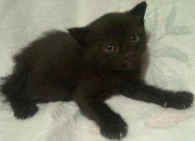 Gato ra a SRD idade Abaixo de 2 meses nome CASAL