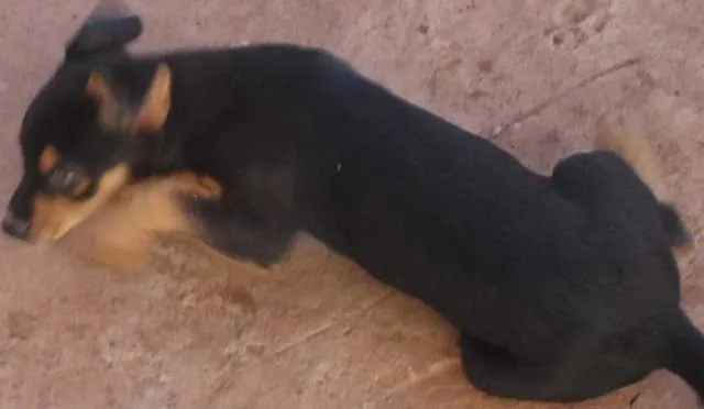 Cachorro ra a SRD idade  nome Magali/Mônica