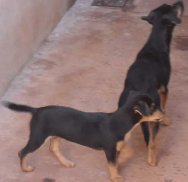 Cachorro ra a SRD idade  nome Magali/Mônica