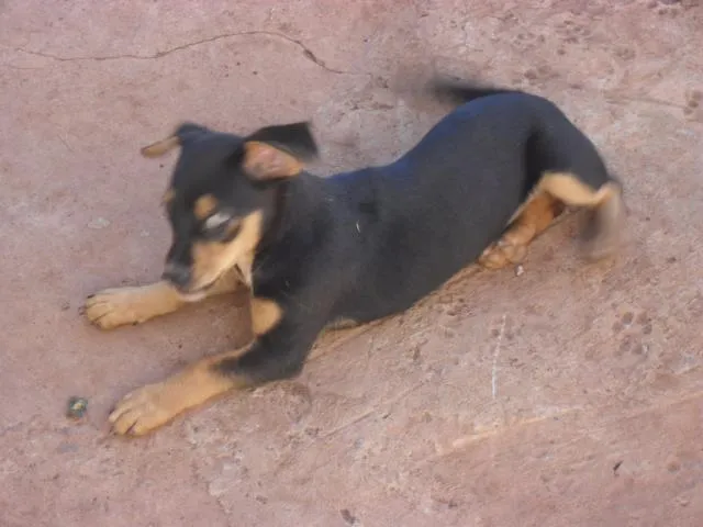 Cachorro ra a SRD idade  nome Magali/Mônica