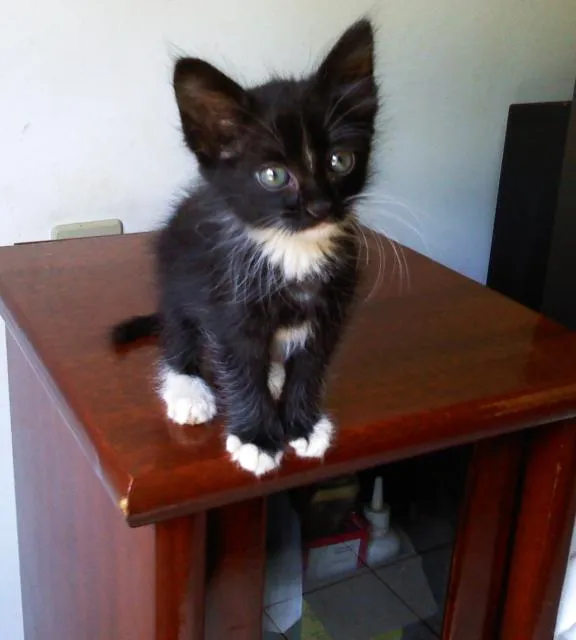 Gato ra a idade 2 a 6 meses nome FILHOTE.