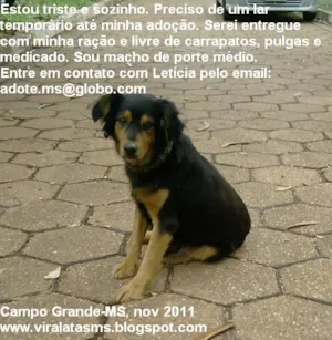 Cachorro raça srd idade 3 anos nome Sultão: lar temporá