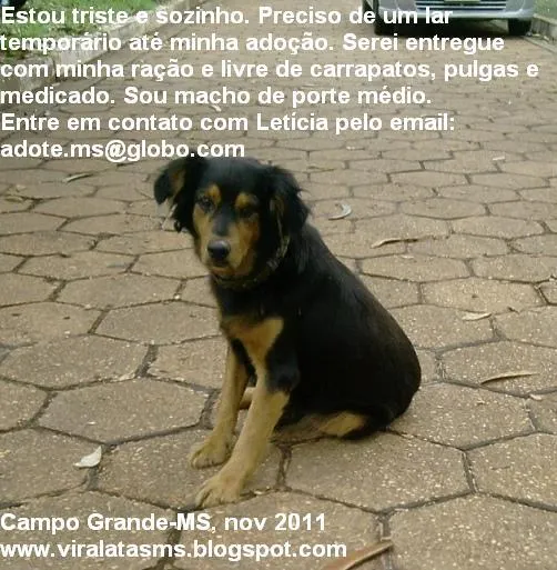 Cachorro ra a srd idade 3 anos nome Sultão: lar temporá