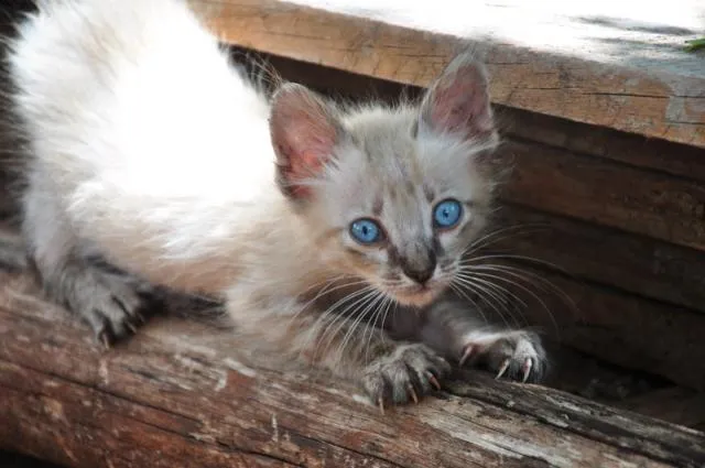 Gato ra a Mestiços idade Abaixo de 2 meses nome Maria e Mingau