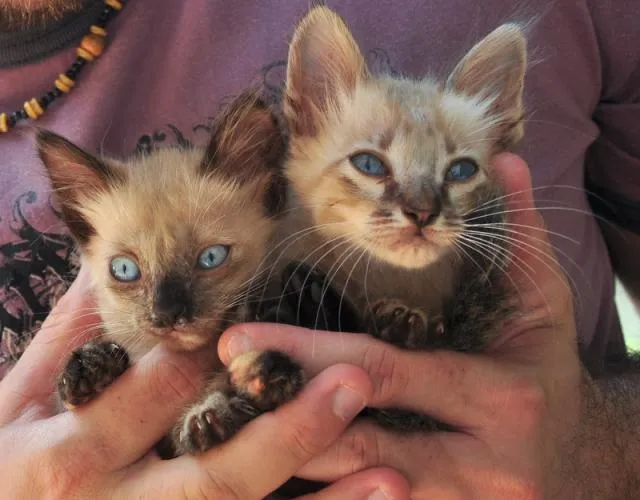 Gato ra a Mestiços idade Abaixo de 2 meses nome Maria e Mingau