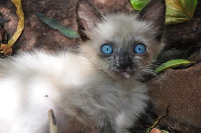 Gato ra a Mestiços idade Abaixo de 2 meses nome Maria e Mingau