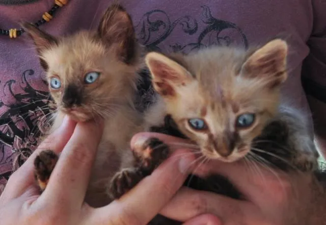 Gato ra a Mestiços idade Abaixo de 2 meses nome Maria e Mingau