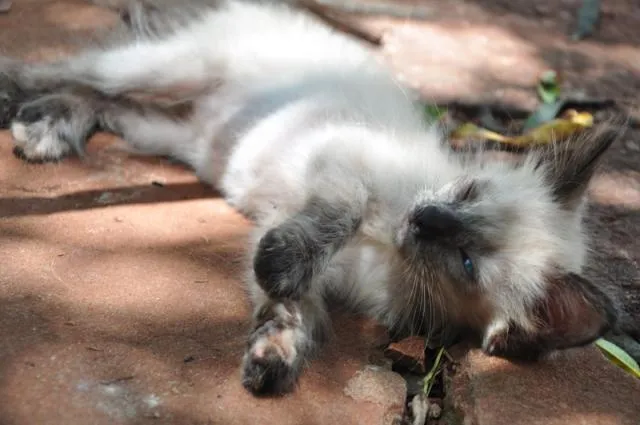 Gato ra a Mestiços idade Abaixo de 2 meses nome Maria e Mingau