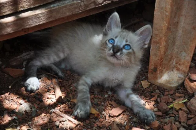 Gato ra a Mestiços idade Abaixo de 2 meses nome Maria e Mingau