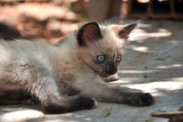Gato ra a Mestiços idade Abaixo de 2 meses nome Maria e Mingau