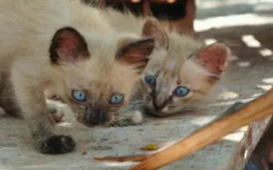 Gato raça Mestiços idade Abaixo de 2 meses nome Maria e Mingau