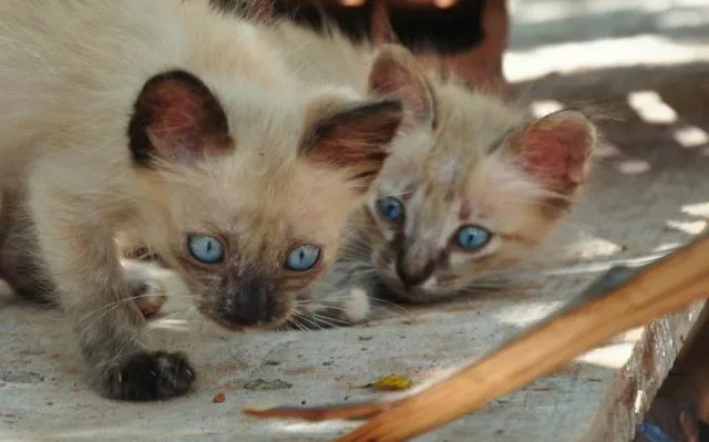 Gato ra a Mestiços idade Abaixo de 2 meses nome Maria e Mingau