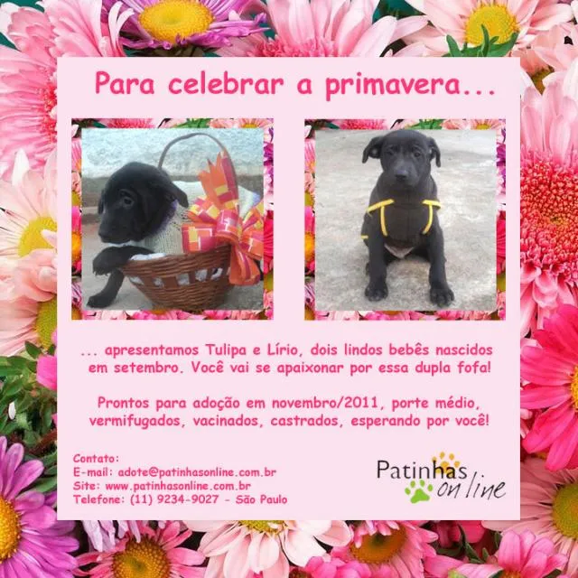 Cachorro ra a SRD idade 2 a 6 meses nome Tulipa e Lírio