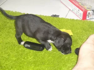 Cachorro raça ND idade Abaixo de 2 meses nome Filhotinhos Lindos