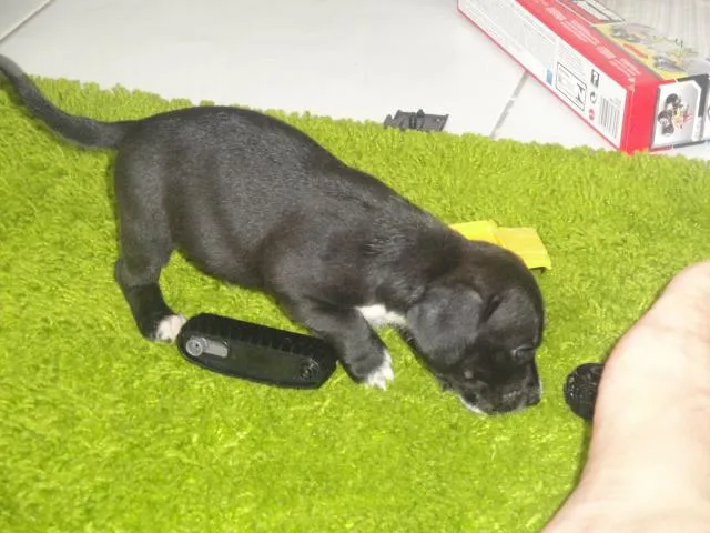 Cachorro ra a ND idade Abaixo de 2 meses nome Filhotinhos Lindos