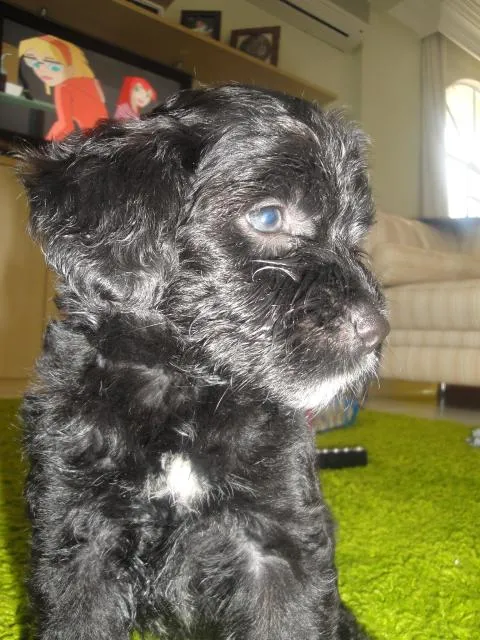 Cachorro ra a ND idade Abaixo de 2 meses nome Filhotinhos Lindos