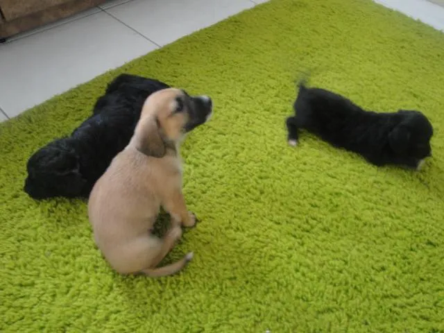 Cachorro ra a ND idade Abaixo de 2 meses nome Filhotinhos Lindos
